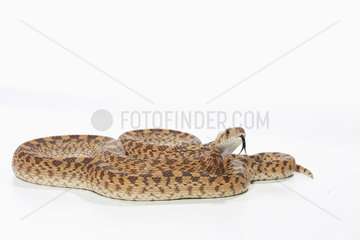 Gopher snake (Pituophis catenifer) on white background