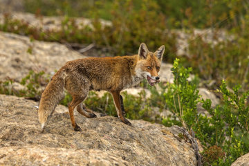 Red Fox (Vulpes vulpes)  coming at a feeding station to find food  Province of Lleida  Spain