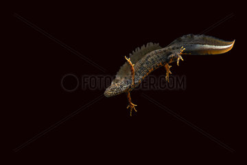 Male Northern Crested Newt swimming on black background