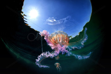 Mauve stinger jellyfish (Pelagia noctiluca) reflected on the surface  Tyrrhenian Sea