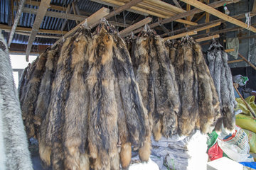 Fox farm and raccoon dogs for furs  Hengdaohezi  Heilongjiang  China