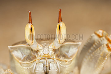 Portrait of Ghost crab (Ocypoda sp)  Colombo  Sri Lanka