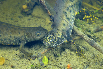 Crested Newt display in a pool - Prairie Fouzon France