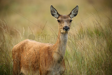 Red Deer (Cervus elaphus) hind in the tall grasses  Ardenne  Belgium