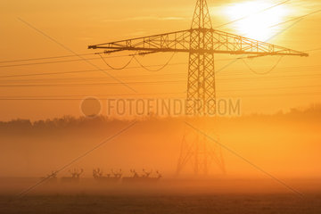 Herd of Fallow Deers (Cervus dama) in Front of High-Voltage Power Line at sunrise  Hesse  Germany  Europe