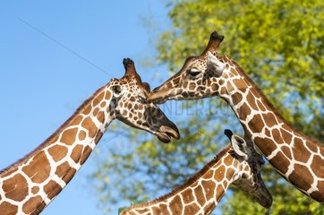 Giraffe (Giraffa camelopardalis) and young