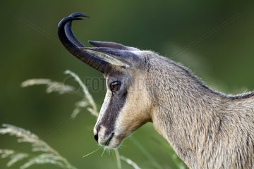Chamois (Rupicapra rupicapra)  Portrait of a female grazing in tall herbs in summer  On a grassy slope of the Honheck massif  Vosges  France