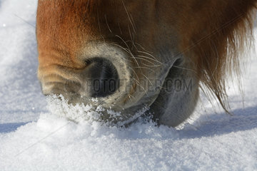 Comtois horse grazing in the snow - France