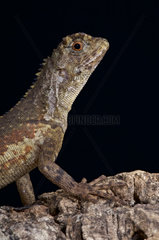 Diving Lizard (Uranoscodon superciliosus)  Suriname