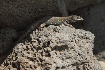 Atlantic lizard (Galliota atlantica)  on rock. Lanzarote. Canary Islands