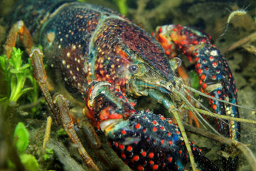 Red Swamp Crayfish in water - Prairie Fouzon France