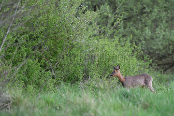 Roe deer (Capreolus capreolus) near an hedge in spring  Menestreau-en-Villette  Loiret  Region Center Loire Valley  France