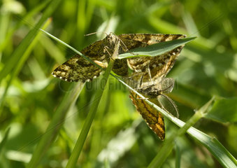 Moths speckled mating - France