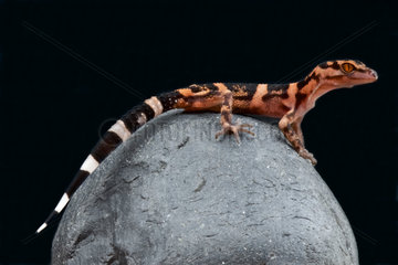 Tokashiki Ground Gecko (Goniurosaurus orientalis)  Japan