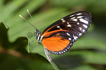 Tiger Longwing (Heliconius hecale)  native to Costa Rica in a butterfly greenhouse
