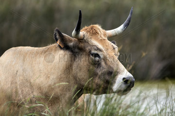 Portrait of a Maraichine cow grazing in a wet meadow in spring  Polder de Sebastopol in Noirmoutier  Vendee 85  France