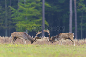 Fallow Deers (Dama dama) fighting at Rutting season  Hesse  Germany  Europe