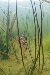 Grass Frog in a pond - Prairie Fouzon France