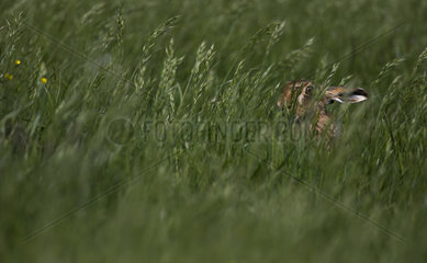 Brown Hare hidden in tall grass at spring - GB