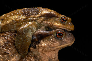 Common toads mating on a black background