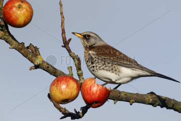 Fieldfare on apples in tree - Warwickshire