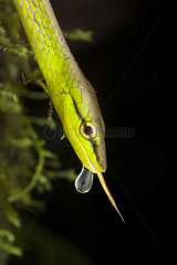 Portrait of Cope's Vine Snake (Oxybelis brevirostris) with tongue and drop  Torti  Panama
