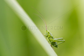 Great Green Bush Cricket larva on rod - France
