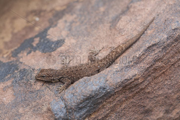 Atlas Day Gecko (Quedenfeldtia trachyblepharus)  High Atlas  Morocco