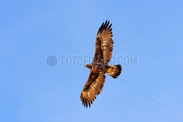 Golden Eagle (Aquila chrysaetos) in flight  Haute Maurienne  Vanoise  Alps  France