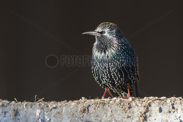 Starling (Sturnus vulgaris) Bird perched on a wall  Ashendon England  winter