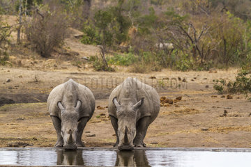 Southern white rhinoceros (Ceratotherium simum simum) pair at water point  Kruger National Park  South Africa