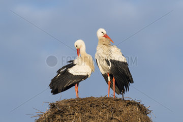 White Storks (Ciconia ciconia) on Nest  Hesse  Germany  Europe
