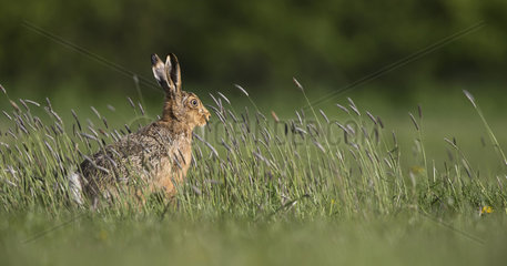 Brown hare standing among tall grass at spring - GB