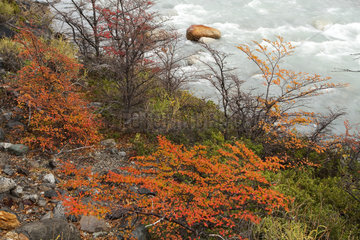 River in autumn - Los Glaciares Patagonia