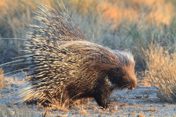 African crested porcupine (Hystrix cristata) at dawn  South Africa