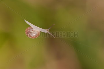 Grove Snail (Cepaea nemoralis) on a spider's thread