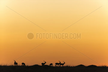 Impala males at sunrise in the savannah - Masai Mara Kenya