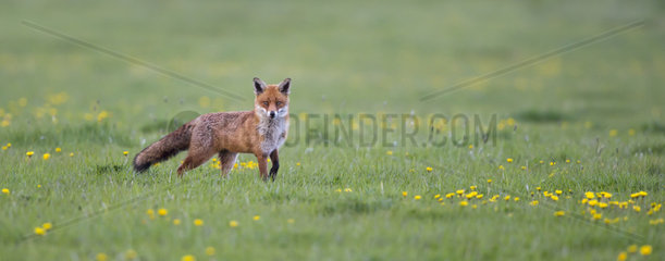 Red Fox standing in a meadow at spring - GB