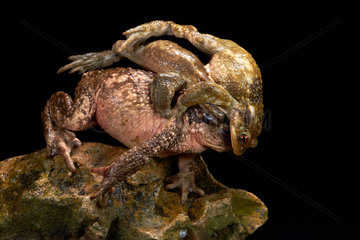 Common toad mating on a black background