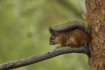 Female Eurasian Red squirrel on a branch - Finland