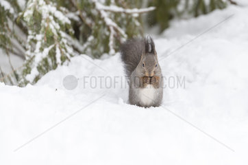 European Red Squirrel eating in snow in winter - Finland