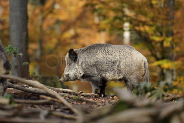 Wild Boar (Sus scrofa) male in a forest in an autumnal background  Bayerischer Wald  Bavaria  Germany
