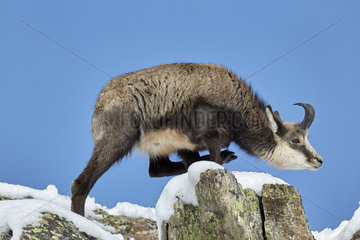 Alpine Chamois (Rupicapra rupicapra)  Mercantour  Alpes  France