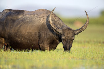 Water Buffalo (Bubalus bubalis) grazing  Thailand