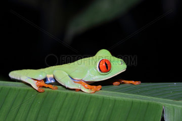 Red-eyed Treefrog on a leaf - Costa Rica