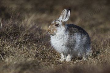 Mountain Hare sitting in grass at spring - Scotland