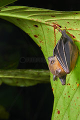 Lesser short-nosed fruit bat  megabat (Cynopterus brachyotis)  Sarawak - Kubah national park  Malaysia