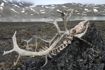 Svalbard Reindeer skull in tundra - Spitsbergen
