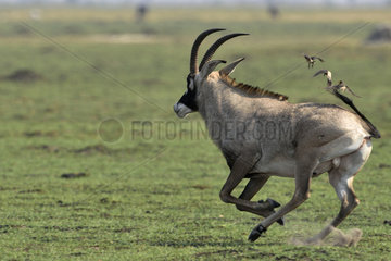 Roan Antelope running in the savannah - Savuti Botswana