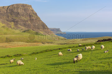 Landscape with sheeps  Neist Skye  Skye  Hebrides  Scotland